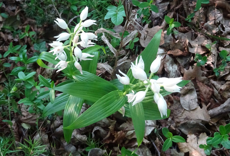 Cephalanthera longifolia e damasonium